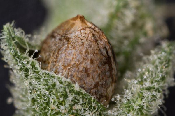 Chemical Moons - Preserved from exceptional gardens
